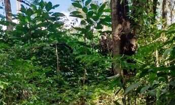 Imagem 7: Chácara com preço acessível, para quem procura área arborizada aqui temos !