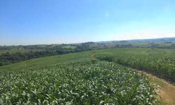 Imagem: Area de 27,5 alqueires todo em lavoura