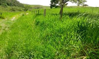 Imagem 5: Fazenda com 115 alqueires em são josé dos campos - plana e ondulada