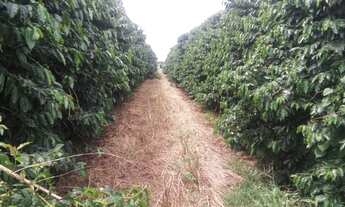 Imagem 4: Fazenda de café em m.g. -estruturada e montada 996 ha.(411 alq.