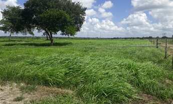 Imagem 15: Excelente Fazenda com 150 hectares em vera cruz estruturada