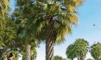 Imagem 4: Quartier Eusébio