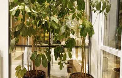 Imagem 4: Apartamento com 3 suítes a venda - 190 m - Cornélio Procópio - Edifício Casa Versage