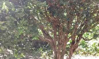 Imagem 7: Vendo 2 Terrenos com uma CASA no "Centro" de Barra Alegre (Bom Jardim/ RJ