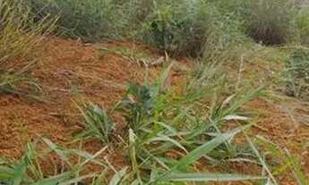 Imagem 6: FAZENDA 44 HECTARES (toda plantável