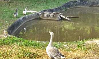 Imagem 3: Sítio Atibaia 2 Alqueires . ( 48.400 mts