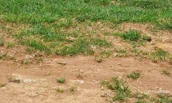 Imagem: Lote Nova Diguinea- Nova Colina