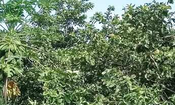 Imagem 5: Fazenda com 28 alqueires documentada casa pastos água terra cultura troca