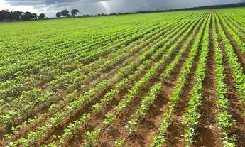 Imagem: Fazenda 137 Alqueires na Lavoura!