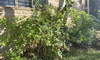 Imagem 4: Sítio à venda, 50000 m² por R$ 715.000 - Morungava - Gravataí/RS