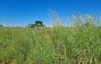 Imagem 5: Fazenda Premium a 95 km de Cuiabá: Estrutura Completa e Pastagens Formada