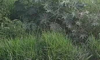 Imagem 5: Lote em Avenida Anel - Belvedere - Ribeirão das Neves/MG