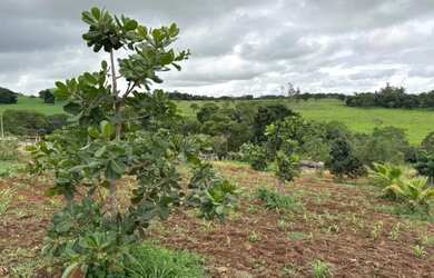 Imagem 4: CHÁCARA 4.800 m² COM CASA PRONTA - 53 km de Goiânia OFERTA PARA VENDER RÁPIDO