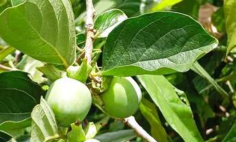 Imagem 2: Sítio Elísio Medrado-BA, CASA REFORMADA