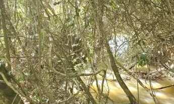 Imagem 5: Linda chácara em bomfim