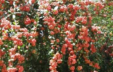 Imagem 5: APARTAMENTO PARA VENDA 58 M² CONDOMÍNIO ESTILO CLUBE