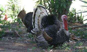 Imagem 3: Fazenda/Sítio/Chácara para venda com 1000 metros quadrados com 8 quartos