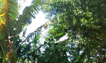 Imagem 1: Vendo terreno já com os pilares em são Tomé de Paripe