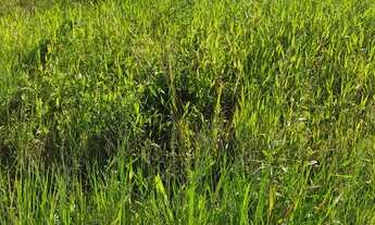 Imagem: Terreno para venda tem 250m² Balneário