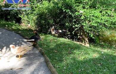 Imagem 7: Casa Mobiliada em Alphaville Residencial Melville - 474 m, 3 suítes, amplo lazer