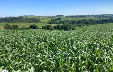 Imagem 7: Area de 27,5 alqueires todo em lavoura