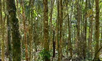 Imagem 6: Terreno para venda em são loureço Excelente para Chácara