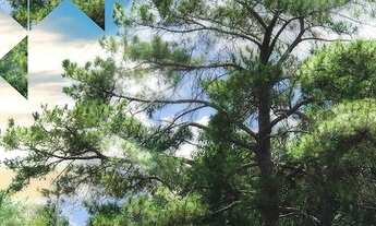 Imagem 2: Apartamento para venda tem 80 metros quadrados com 3 quartos em Feliz - Goiânia - GO