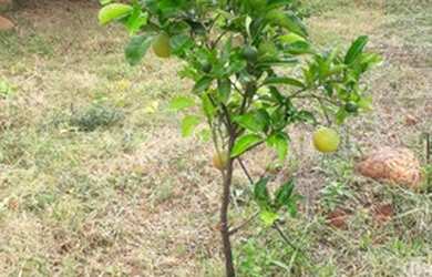 Imagem 7: Chácara localizado na região de Farofa a 1km do centro em São Joaquim de Bicas