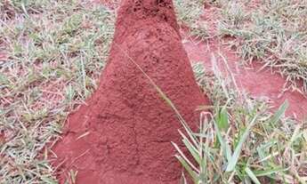 Imagem: Vendo excelente sítio com 5 hectares a