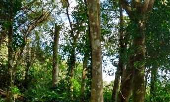 Imagem 4: Chácara com preço acessível, para quem procura área arborizada aqui temos !