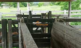 Imagem 6: FAZENDA DE 226 HECTARES REGIÃO DE AGROVILA DAS PALMEIRAS