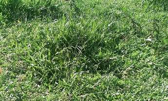 Imagem 5: Sítio Estância Hidromineral de Amparo/SP/BR (Hel. Fon.