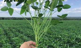 Imagem 4: Fazenda em Pedro Afonso Com 607 Alqueires