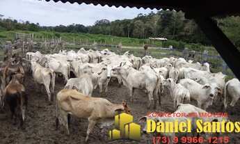 Imagem 4: FAZENDA RURAL em BELMONTE - BA, belmonte