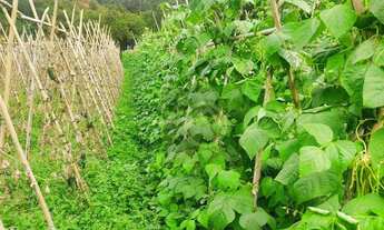 Imagem 4: Chácara com 1 dormitório à venda, 6050 m² por R$ 192.874,00 - Bacaetava - Colombo/PR