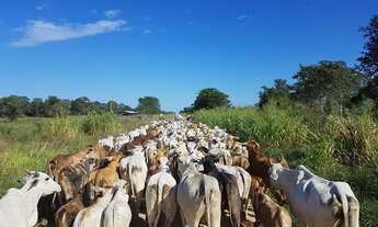 Imagem: Fazenda/Sítio/Chácara para venda possui
