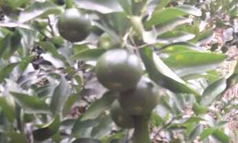 Imagem 7: Chácara moradia do lago 260 mil reais