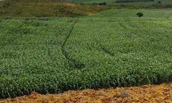 Imagem 4: FAZENDA 44 HECTARES (toda plantável