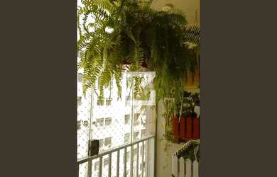 Imagem 7: Apartamento para Aluguel - Pechincha, 2 Quartos, 55 m2