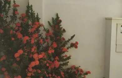 Imagem 3: SÃO JOSÉ DO RIO PRETO - Casa Padrão - BOA VISTA