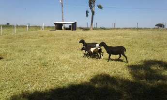 Imagem 3: FAZENDA PRODUTIVA COM 472HECTARES, HA 55KM DE UNAI!!