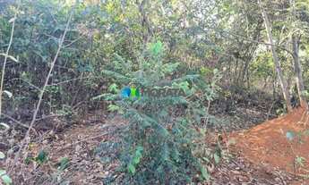 Imagem 6: FAZENDA À VENDA - 193 HECTARES - INIMUTABA (MG