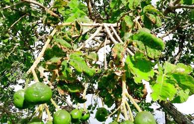 Imagem 6: Chácara à 32 km de Goiânia - Em Bonfinópolis-GO