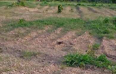 Imagem 6: Vende-se terreno