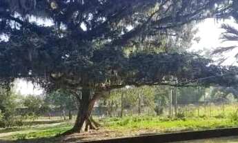 Imagem 2: Velleda oferece lindo sítio 6700m², figueira centenária e açude, condomínio em Águas Clara