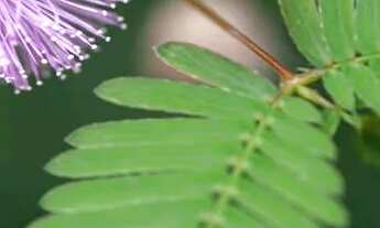 Imagem: Tenho interesse em pequena área próxima