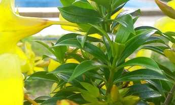 Imagem 3: CASA TEMPORADA PRAIA MORRO BRANCO CE