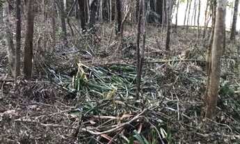 Imagem 4: Lotes em Mogi das Cruzes quaatinga