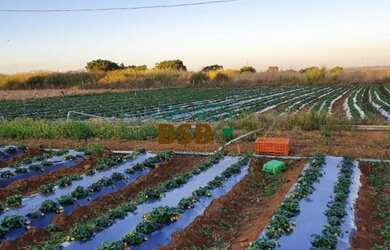 Imagem 2: Chacara 5.2 hectares em Brazlandia DF -Plana