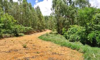Imagem 4: Sua Fazendinha do seu jeito! 20.000m² para você executar o projeto dos seus sonhos